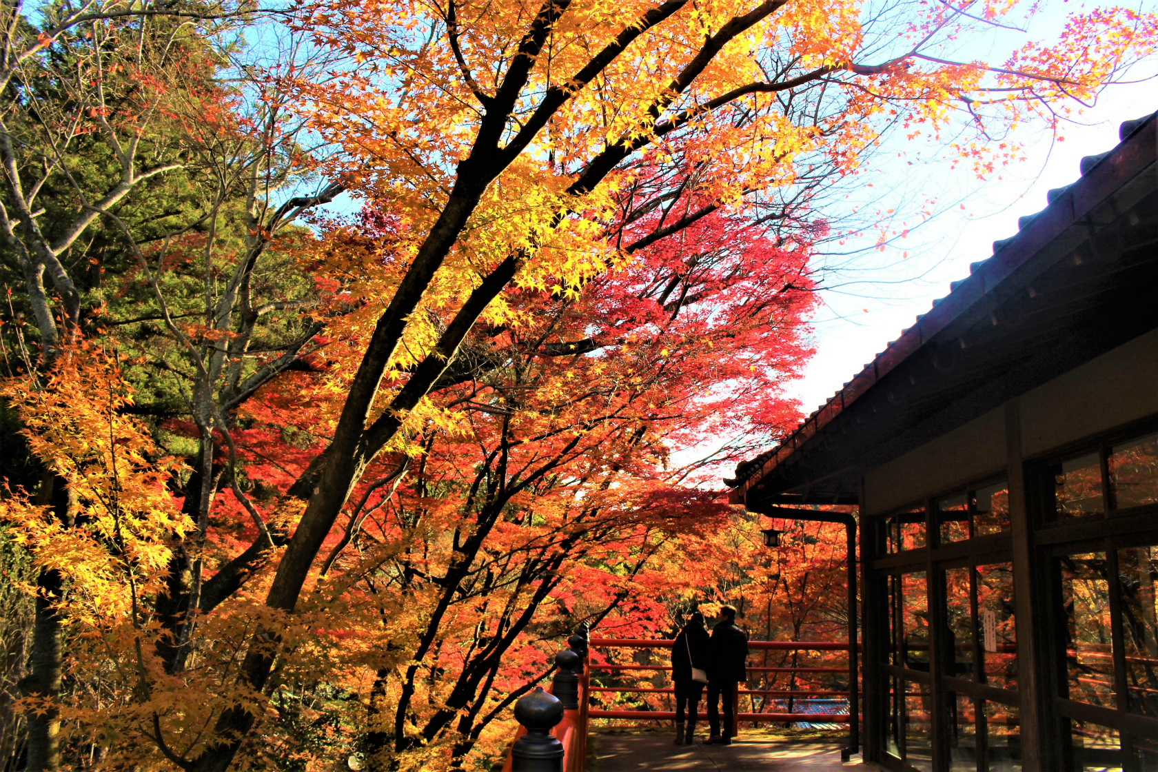 今熊野観音寺の見どころ現地レポ（西国三十三所20番）